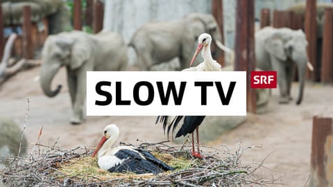 Slow-TV