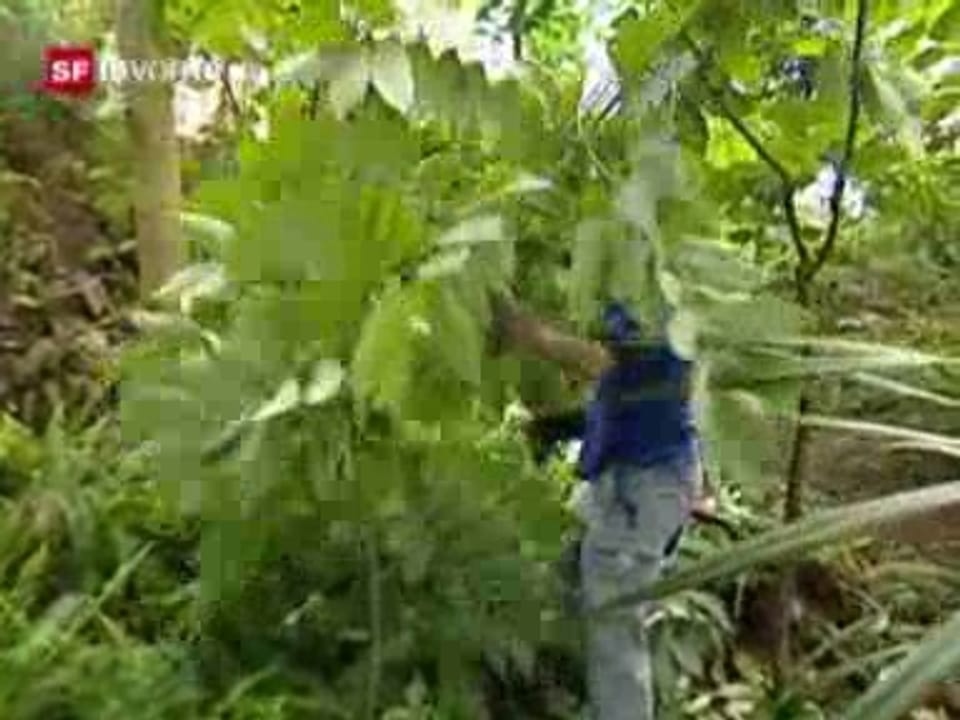 Juni 2006: Masoala-Regenwald – ZH-Kopie und tropisches Original 