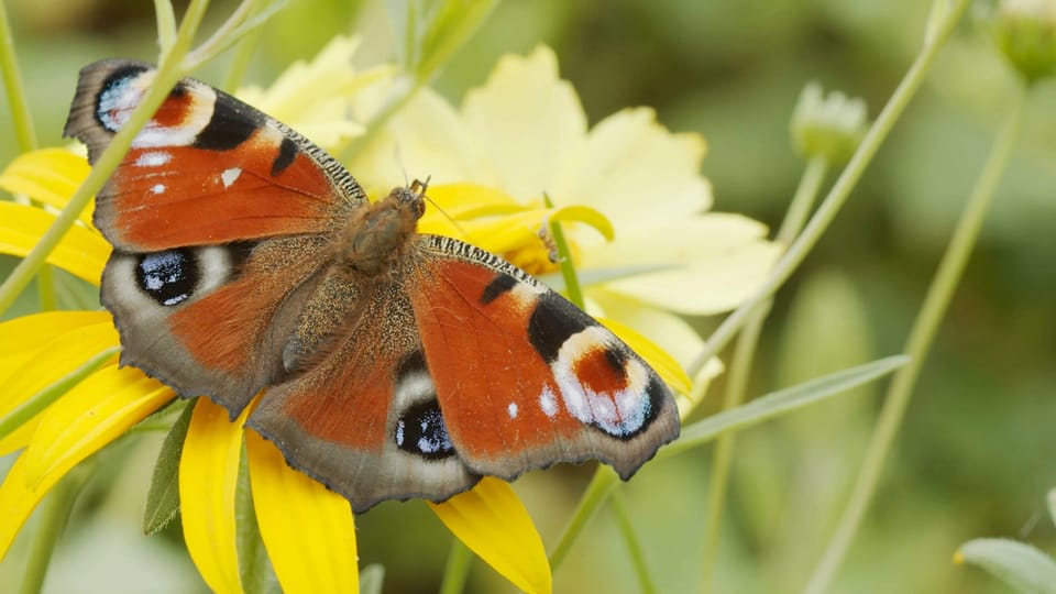 Inspiration Schmetterling: Wie er hilft unsere Probleme zu lösen