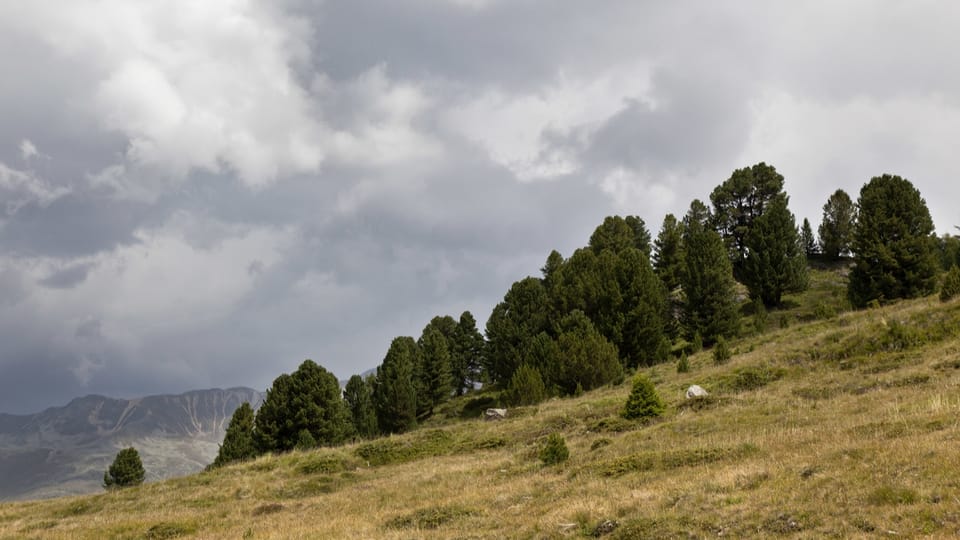 Tamangur - der höchstgelegene Arvenwald