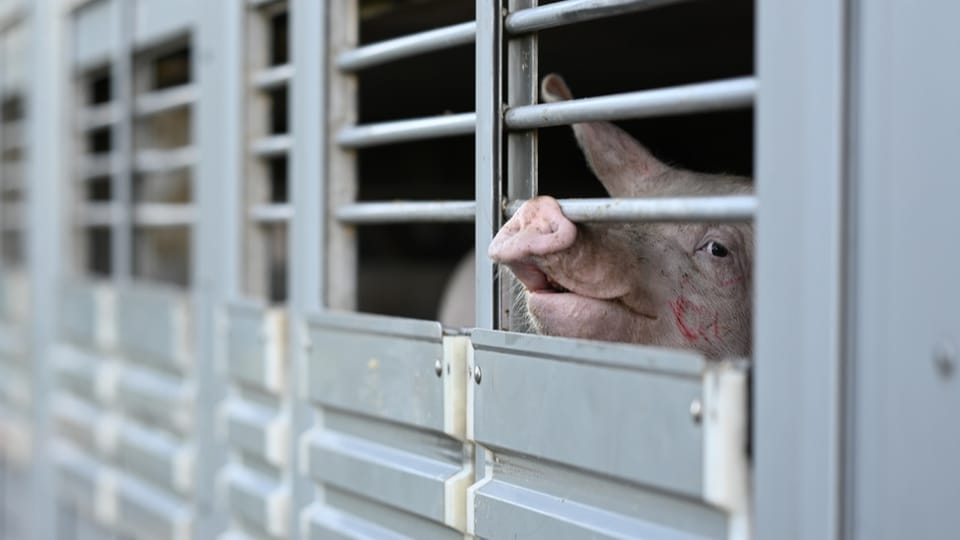 Eine Frage der Zeit, bis die Afrikanische Schweinepest in der Schweiz auftritt