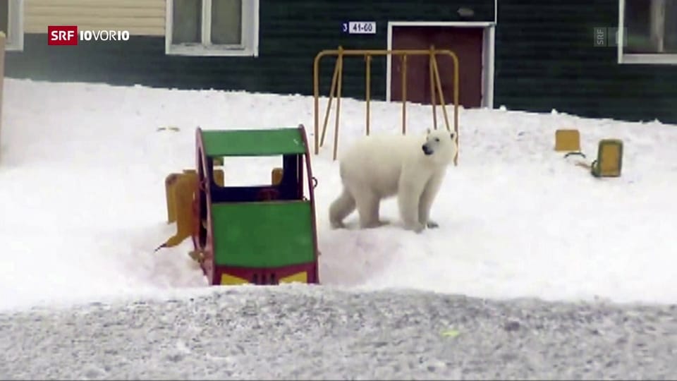 «Angriff» der Eisbären in der russischen Arktis 