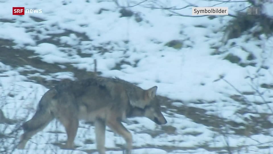 Wolfsschützer kritisieren unspezifischen Abschuss von Wölfen