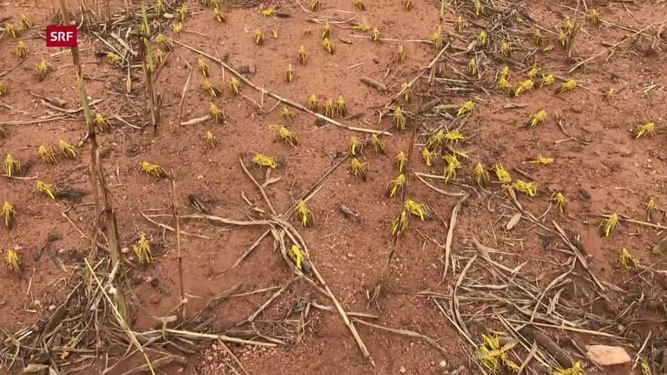 Heuschrecken fallen über Felder in Ostafrika her