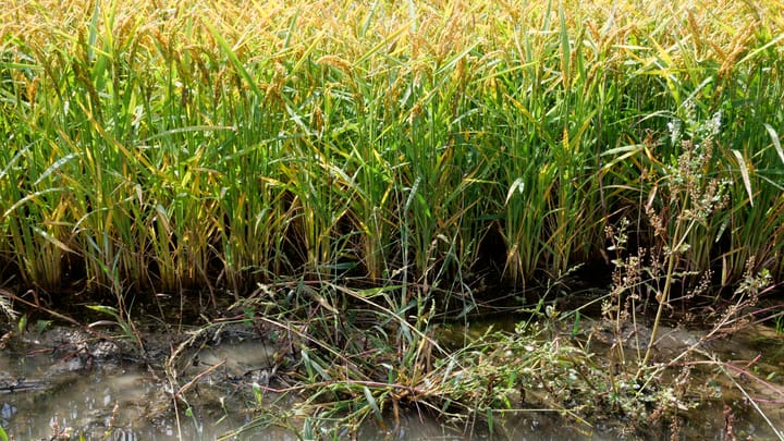 Die Schwierigkeiten des Reisanbaus