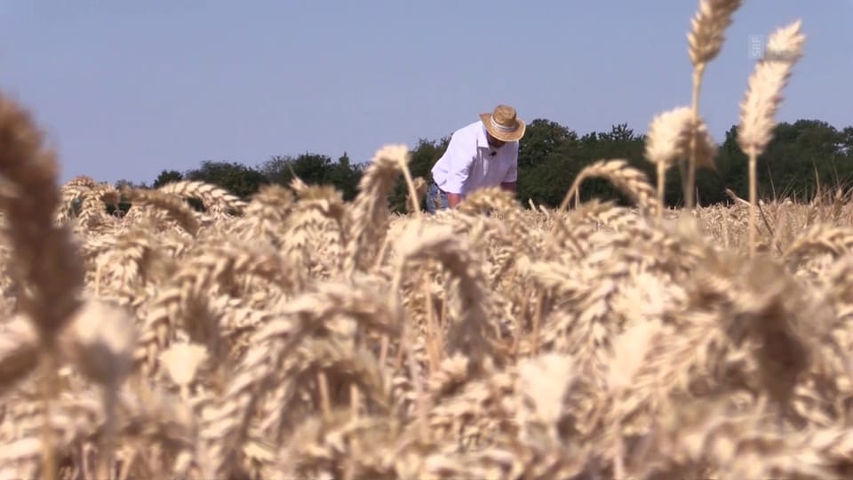 Hybrid-Weizen – Syngenta hofft auf Milliardengeschäft 