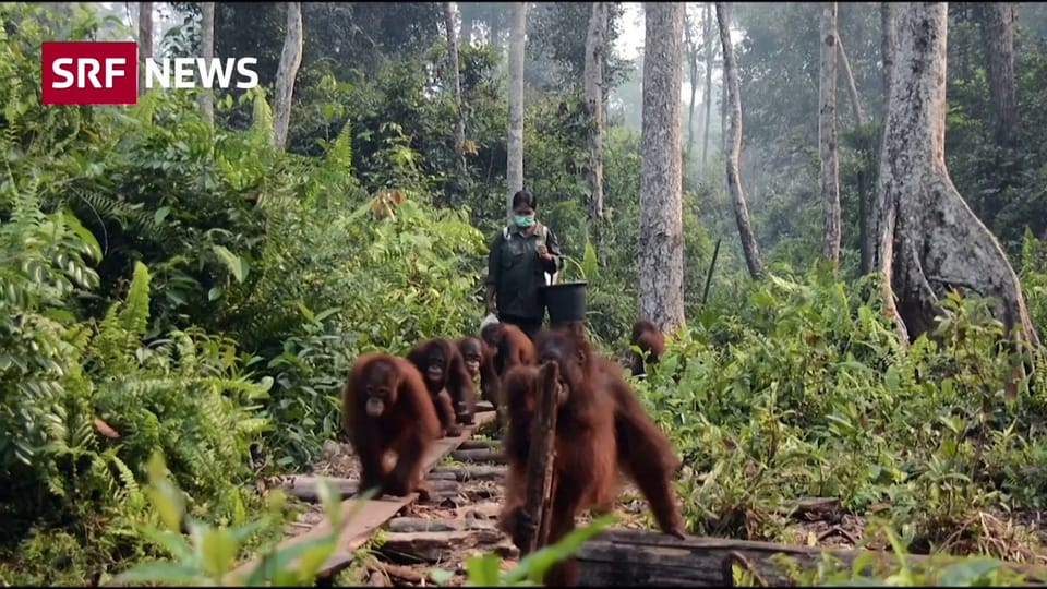 Orang-Utans leiden unter Waldbränden