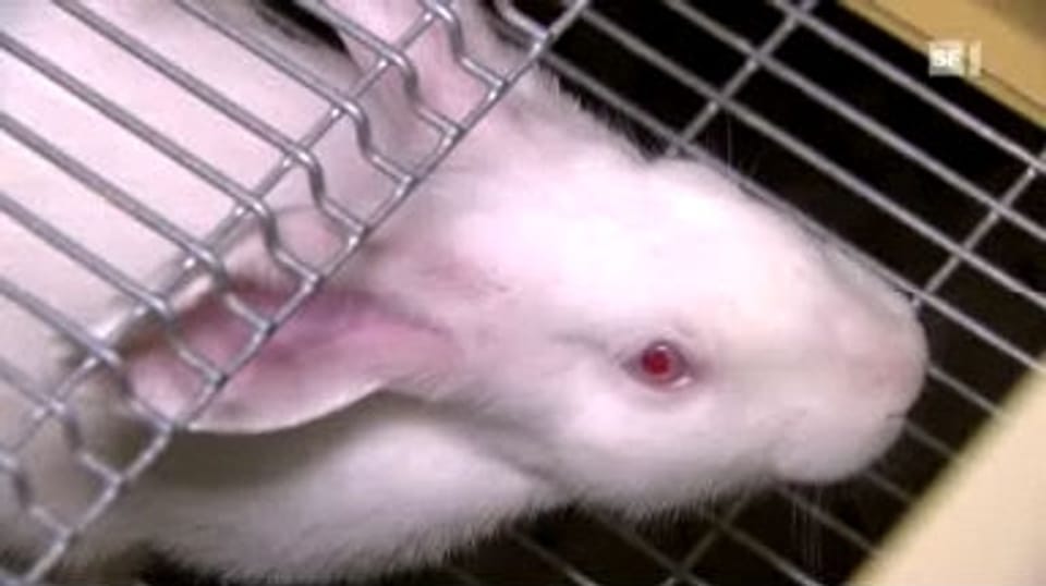 Kaninchen aus Ungarn: Immer noch Quälfleisch?