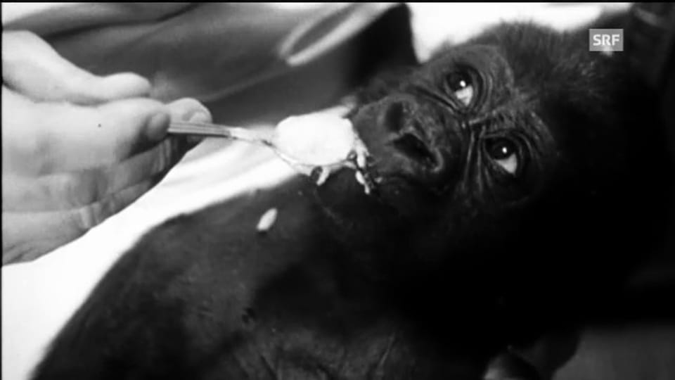 Zoodirektor und Gorilla-Baby (Schweizer Filmwochenschau, 1959)