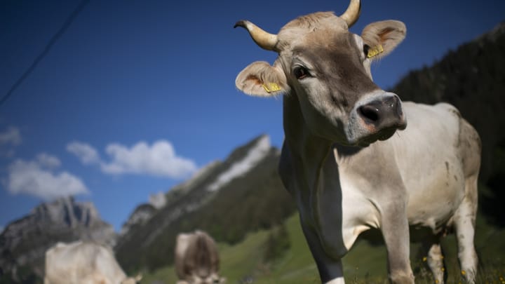 Archiv: Biobauern erhalten vier Rappen mehr pro Liter Milch