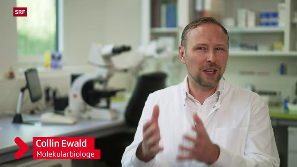 Collin Ewald verlängert im Labor das Leben von Fadenwürmern