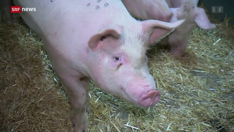 Zukunftsgerichtete Schweinezucht im Kanton Luzern 