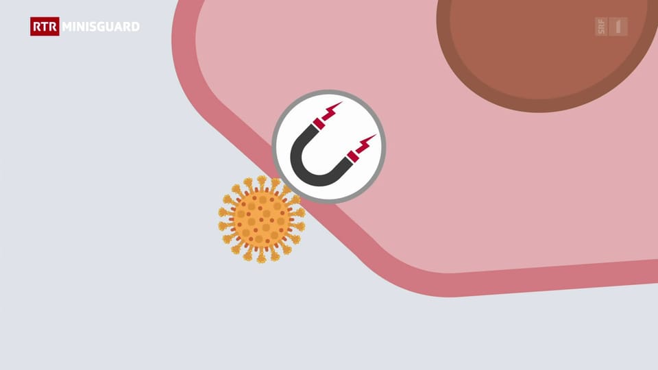 La mutaziun dal coronavirus – co va quai, e daco ch’il virus è tuttenina pli contagius