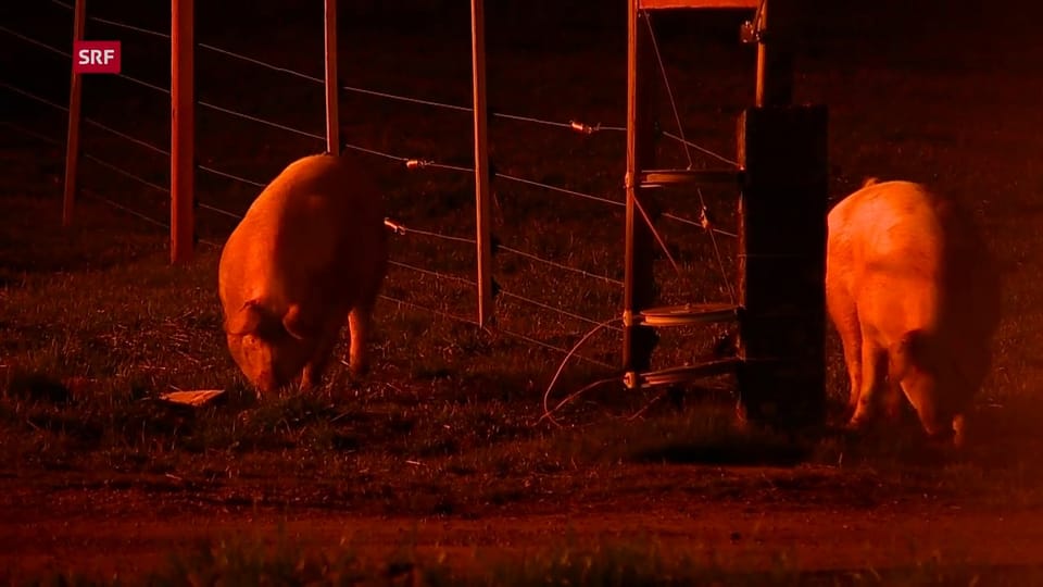 20 Schweine konnten gerettet werden – 160 starben