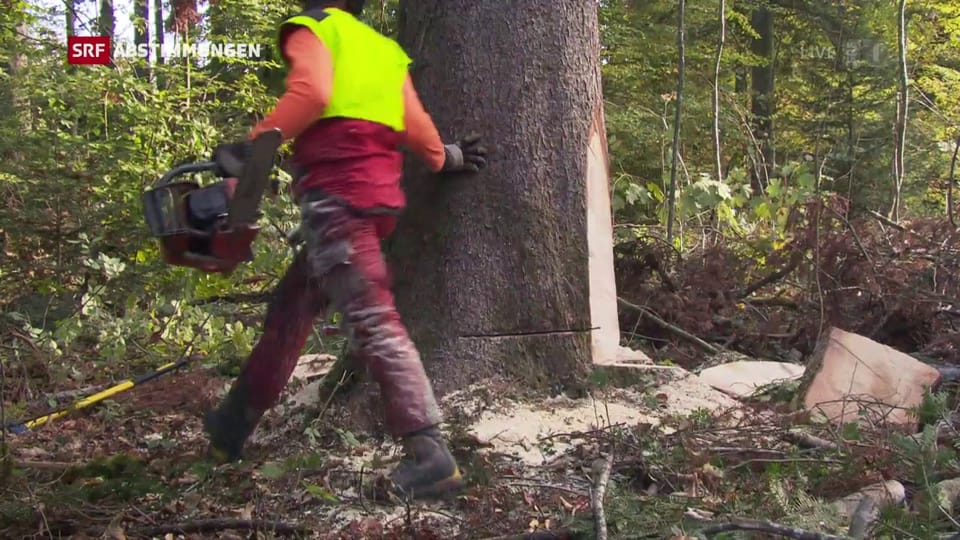  Aargauer sagen Nein zur Wald-Initiative