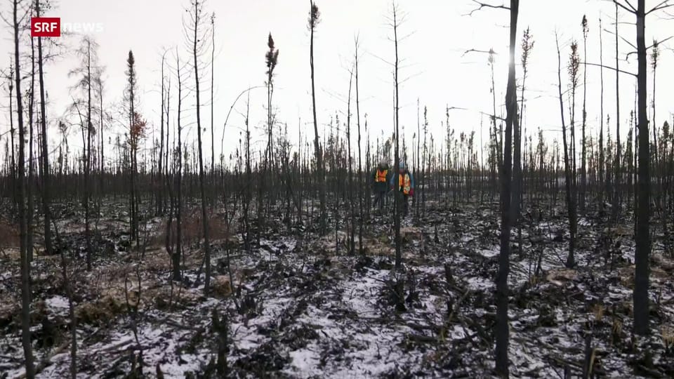 Rekordbrände: Kanadas Wälder setzen CO₂ frei