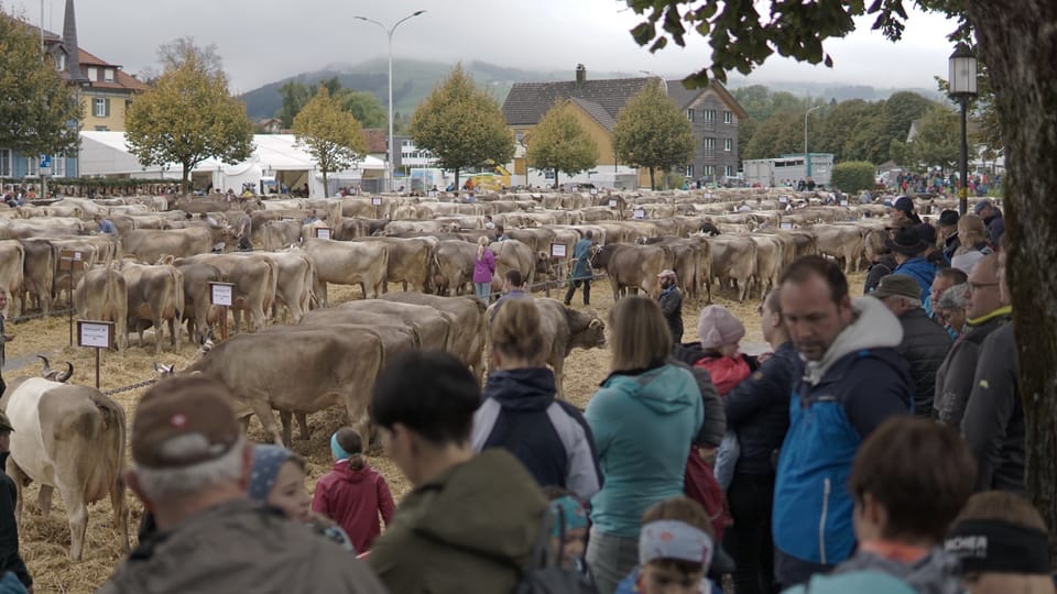 700 Kühe auf dem Appenzeller Brauereiplatz
