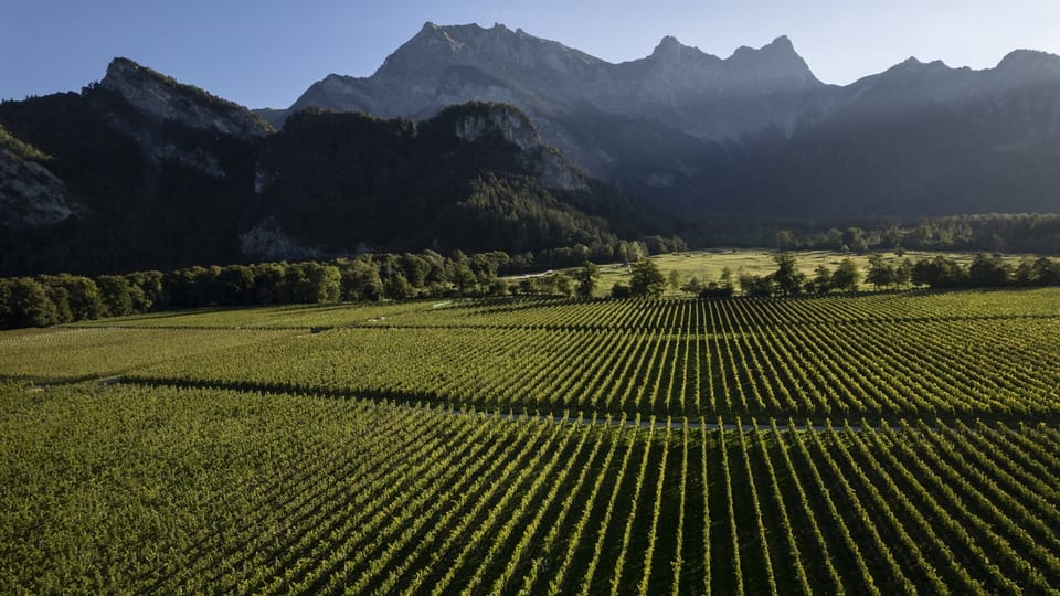 Grosszügige Absatzförderung von Schweizer Wein stört Suchtfachleute
