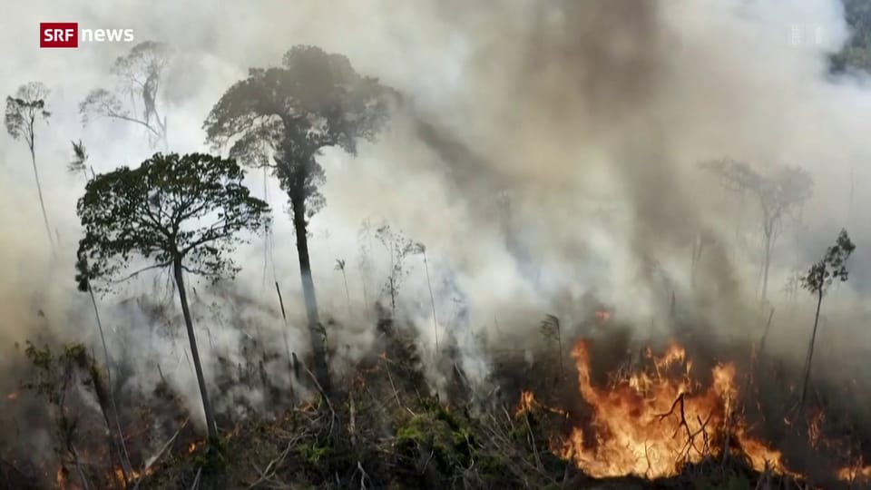 100 Staaten wollen Waldzerstörung stoppen