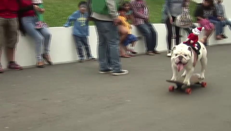 Bulldogge gelingt Skater-Weltrekord