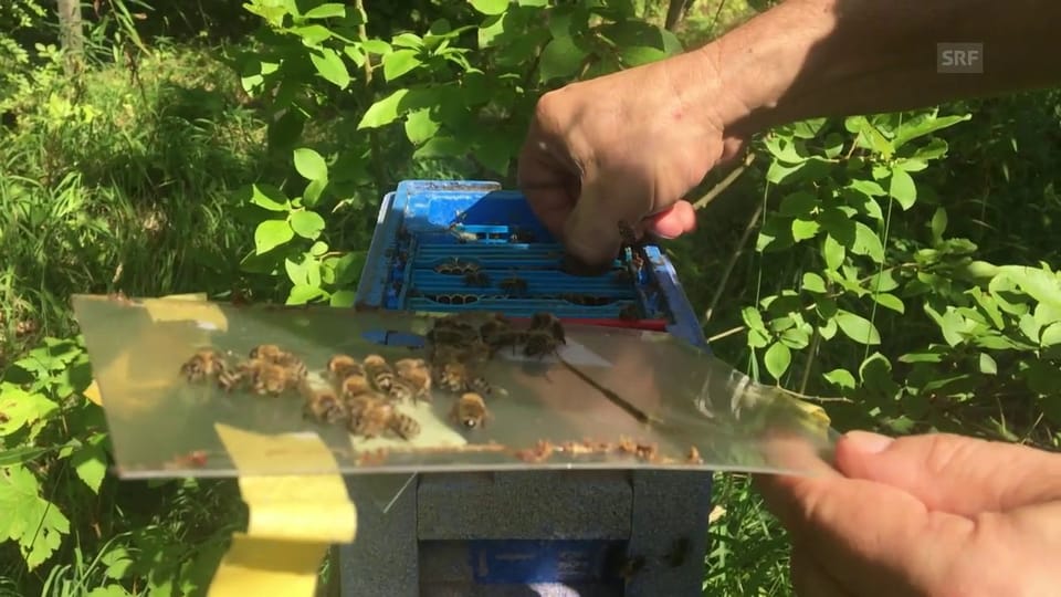 Bienenzucht im Kiental