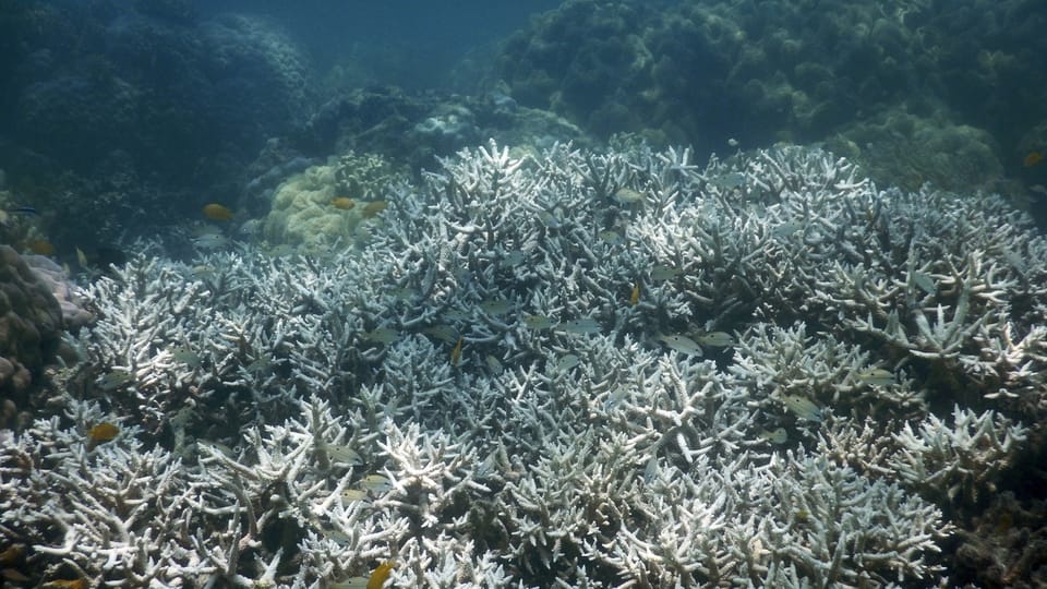 Australien will das Great Barrier Reef retten