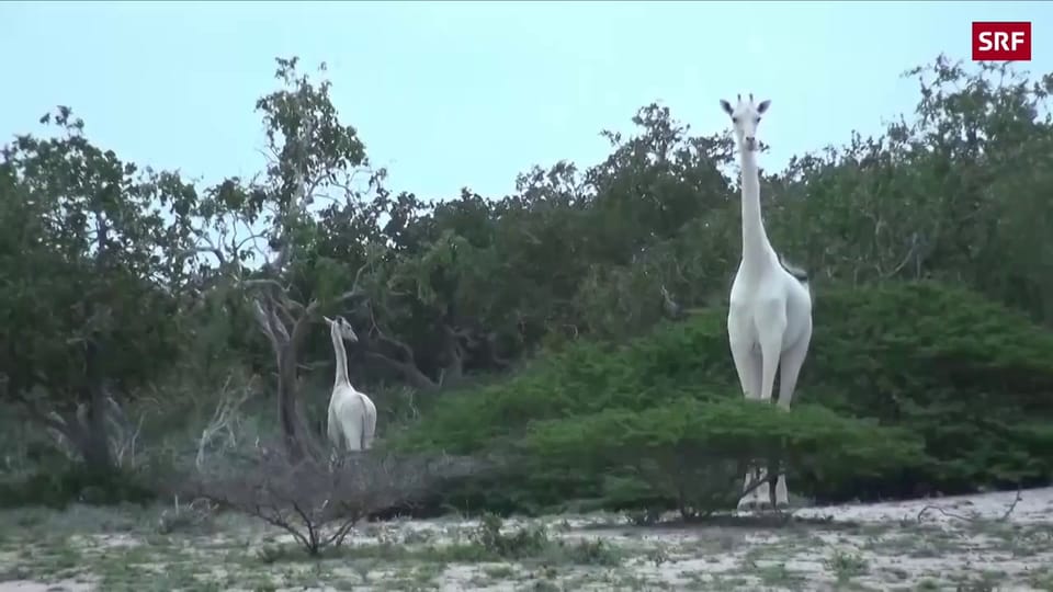 Zwei blasse Giraffen in Kenia
