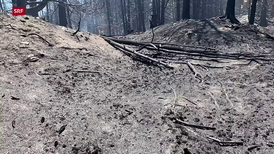 In Bitsch hat der Wald erneut gebrannt