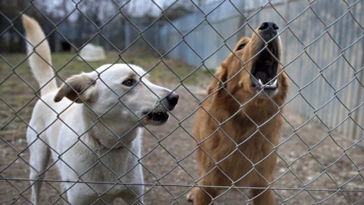 Nein zum Hundegesetz: Der Beitrag von Nicole Marti