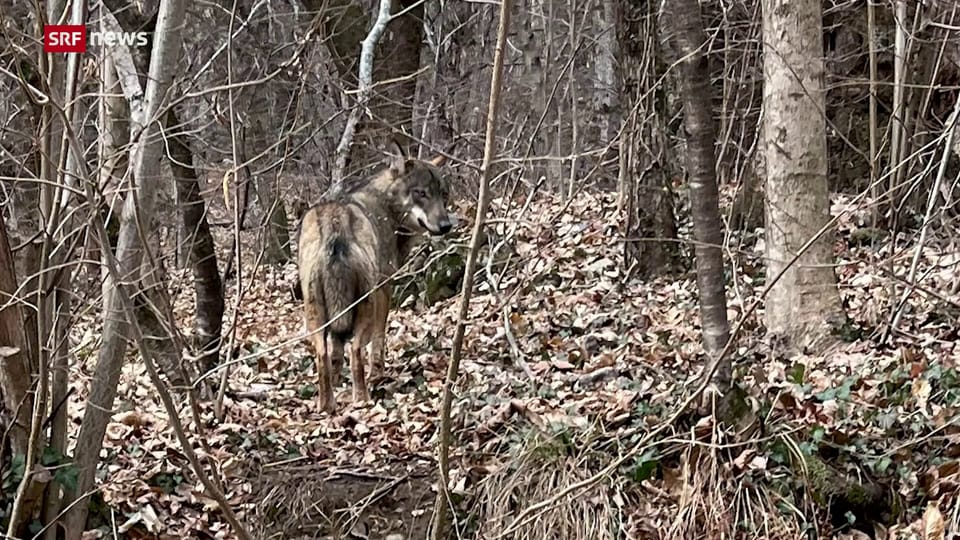Immer mehr Wölfe in Bergdörfern – was tun? Eine Reportage