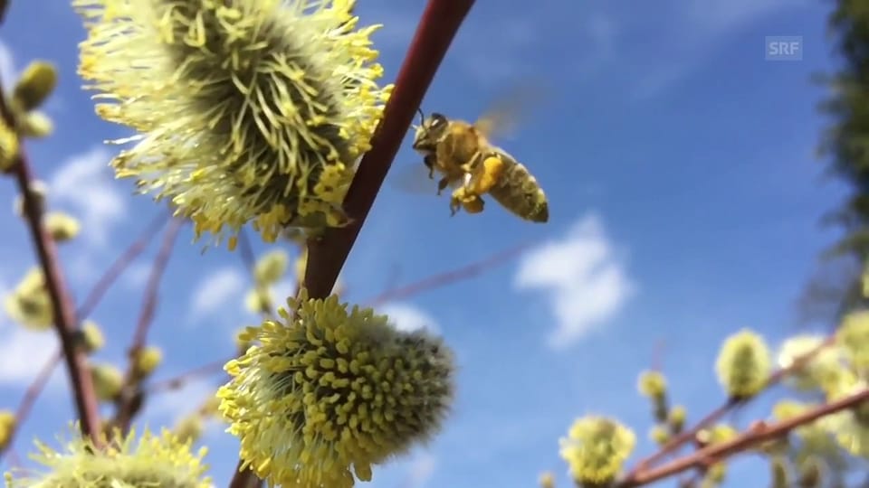 Bienen im Flug, aufgenommen im Aargau