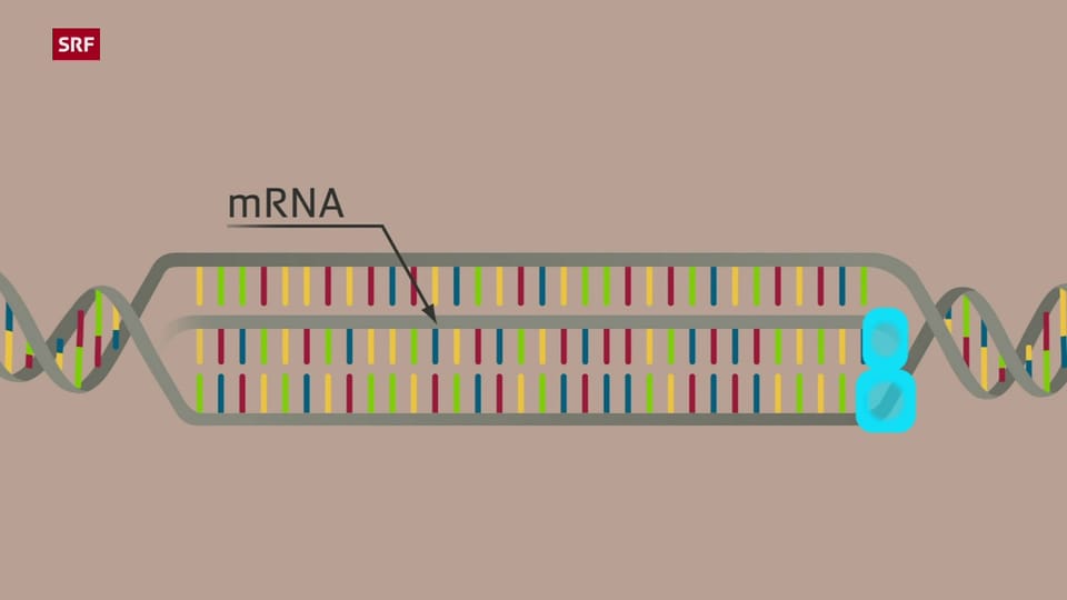 Archiv: So funktioniert mRNA