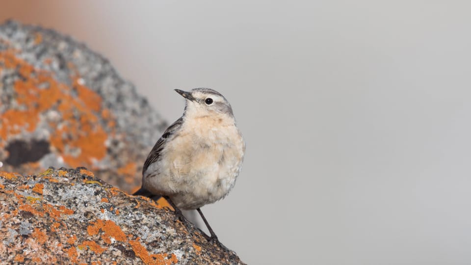 Vögel: Artensterben in den Alpen
