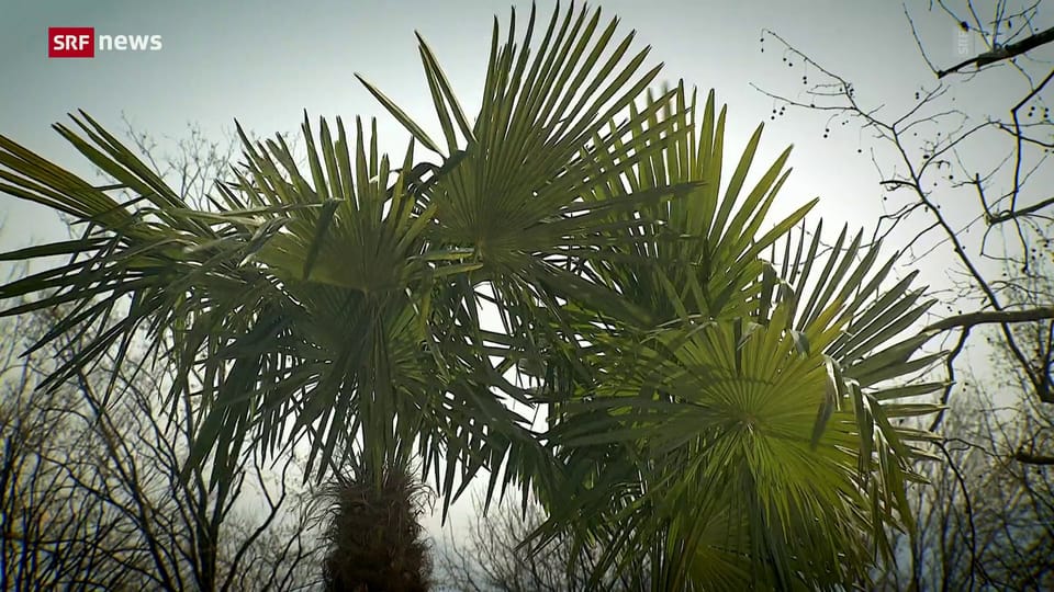 Aus dem Archiv: Invasive Palmen im Tessin