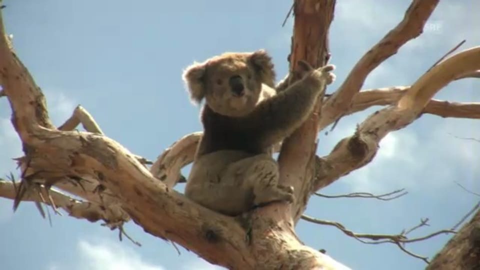 Brenzlige Zeiten für Koalas in Australien (NETZ NATUR)