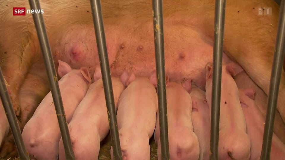 Preiskampf auf dem Schweizer Schweinemarkt