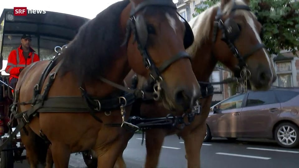 «Die Idee»: Müllabfuhr mit Pferdekutsche in Brüssel