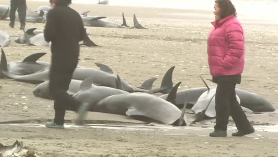 Delfine in Japan gestrandet (unkommentiert)