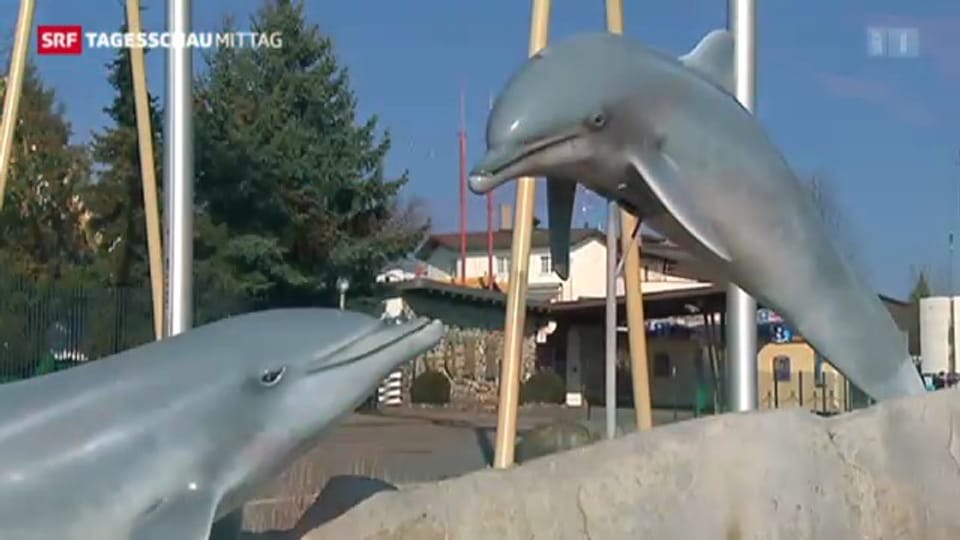 Todesursache von zwei Delfinen geklärt