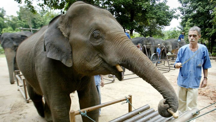 Das Thai-Elefantenorchester: Eine vorbildliche Therapie-Form?