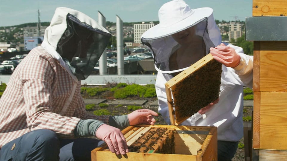 Aus dem Archiv: Wie der Honig auf den Stadtbalkon kommt