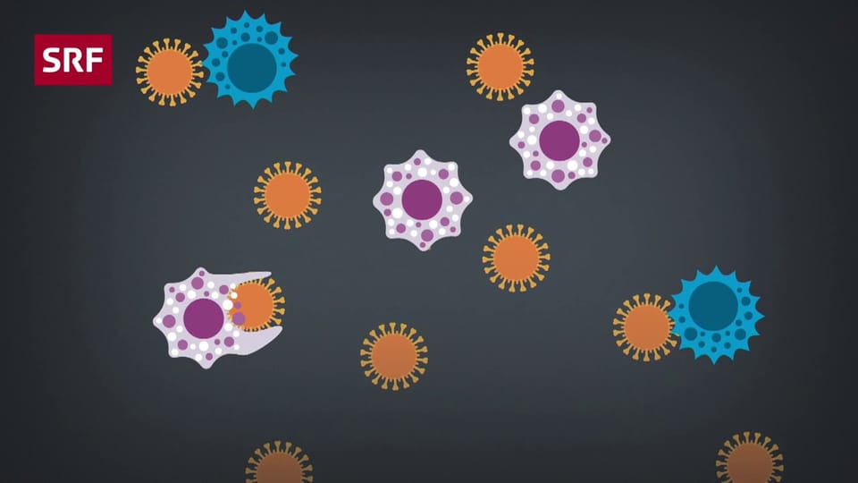 Erklärvideo: Das Immunsystem dreht durch