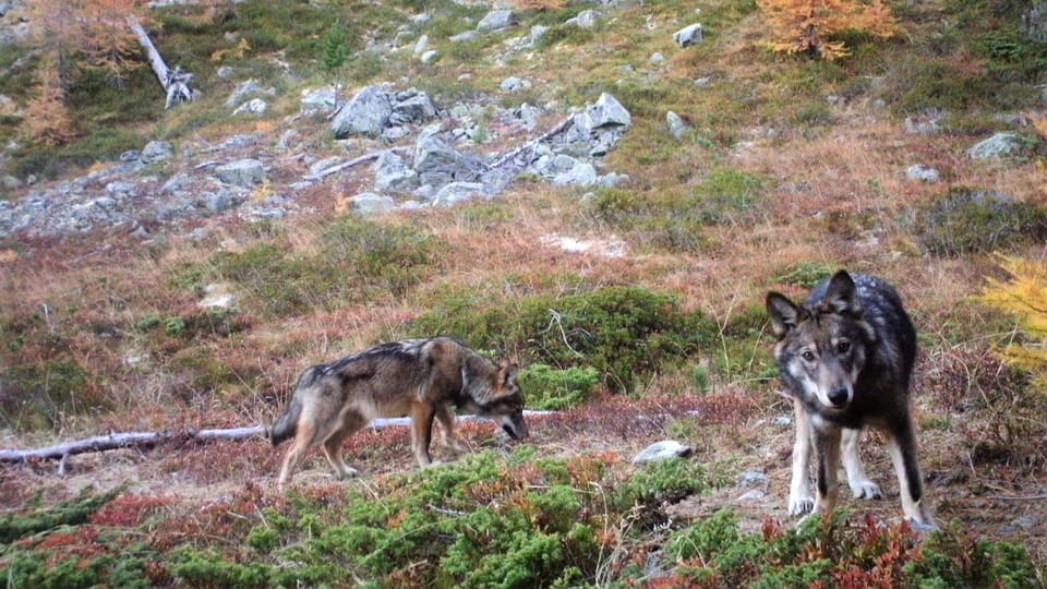 Akustisches Wolfsmonitoring: Auch der Kanton Graubünden zeigt Interesse.