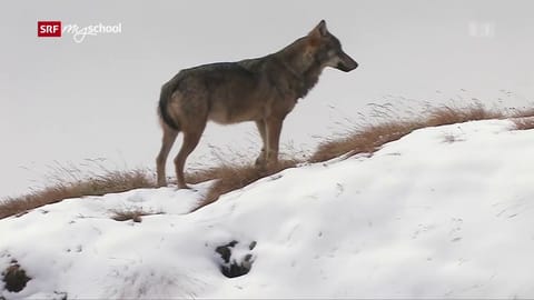 Wolf: Die vielen Wölfe der Schweiz (1/3)