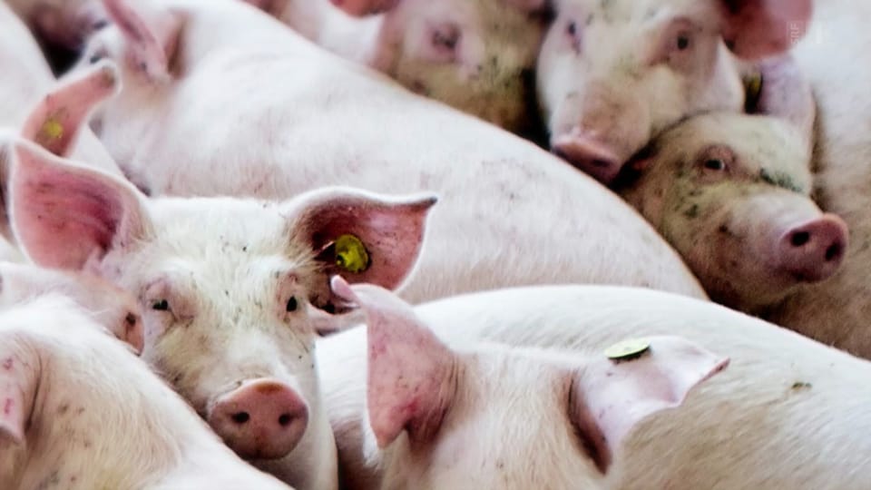 Schweinefleisch aus Deutschland: So leiden die Ferkel