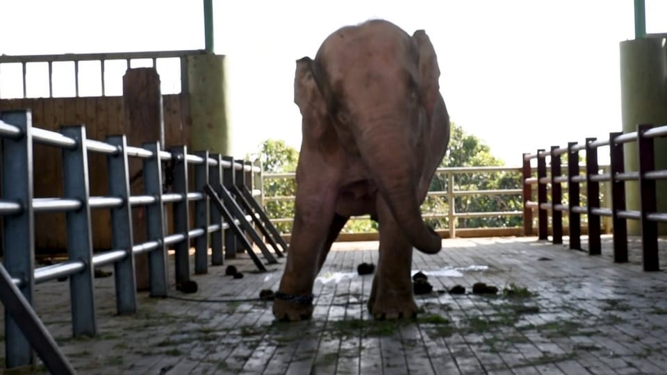 Heilige Tiere, höllische Lebensbedingungen: Weisse Elefanten in Burma