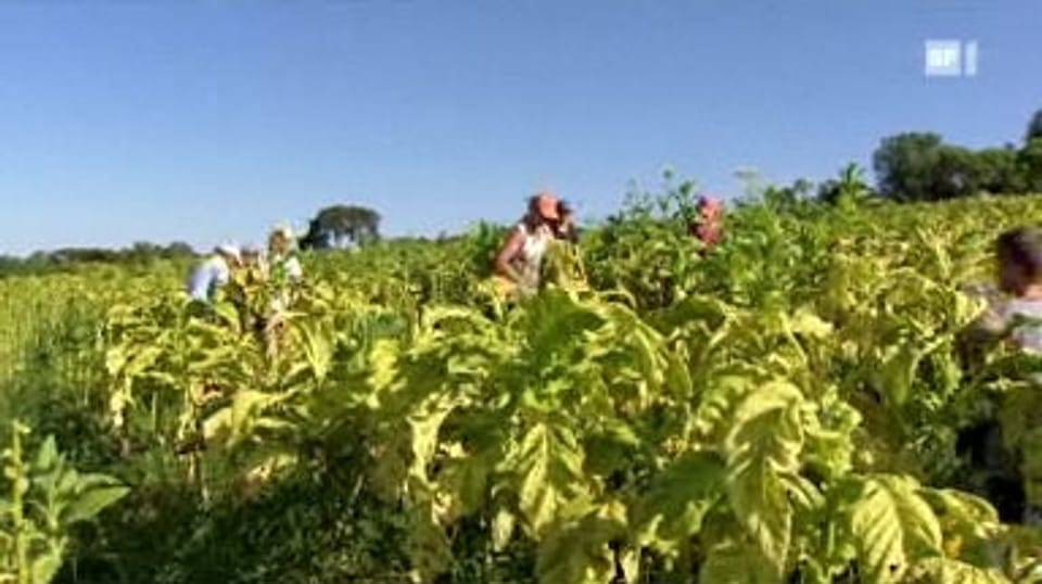 Kinderarbeit beim Tabakanbau: Leiden für Zigarettenraucher