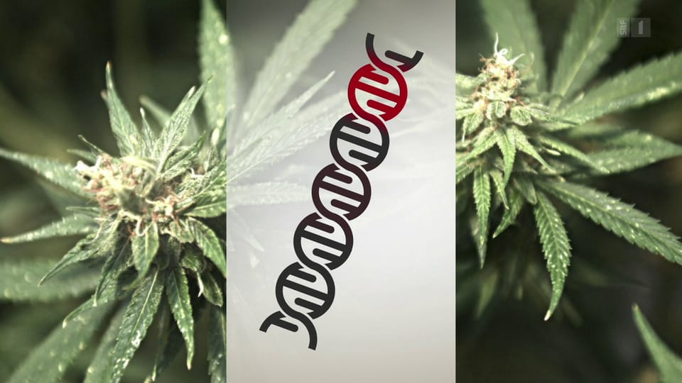 Cannabis – DNA-Entschlüsselung mit künstlicher Intelligenz