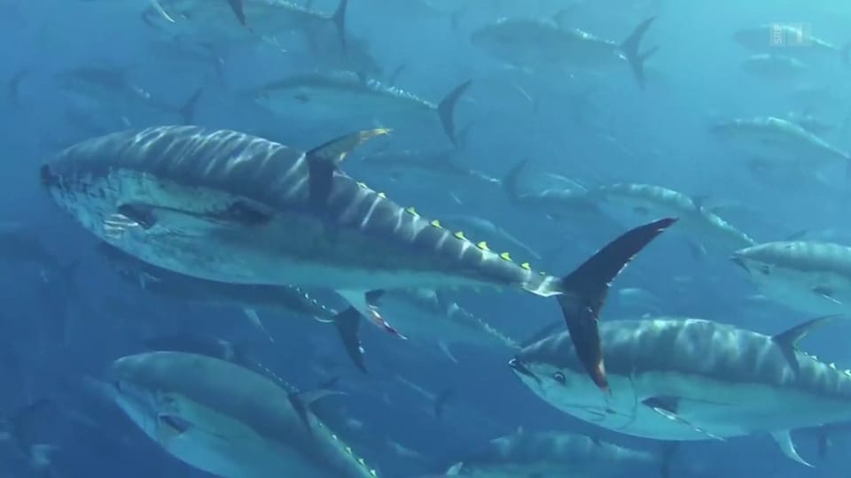 Thunfisch ist von zerstörerischen Fangmethoden stark betroffen