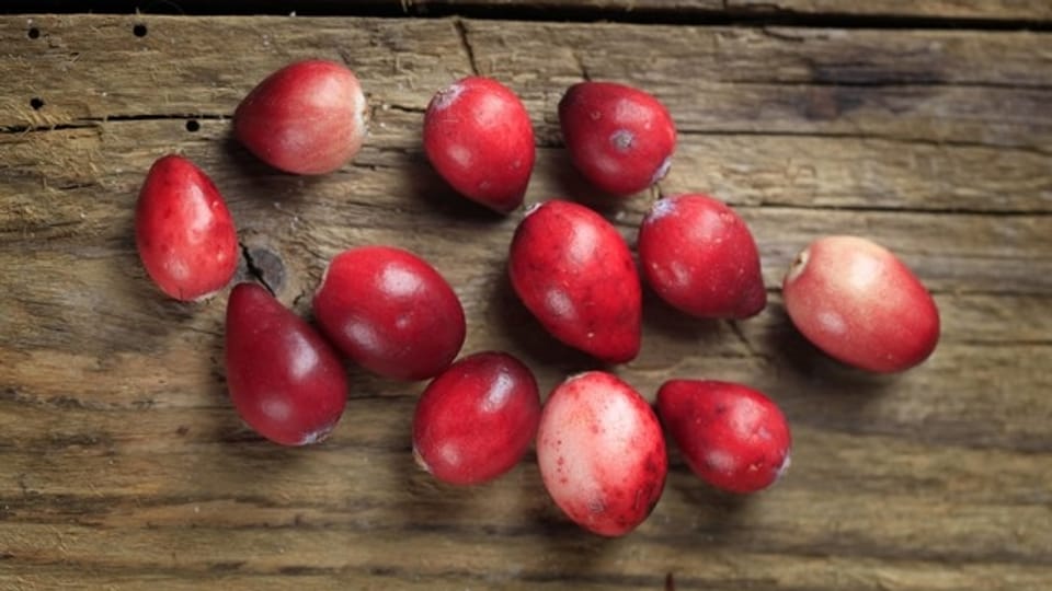Cranberrys gegen Blasenentzündung – Mehr Mythos als Wirkung